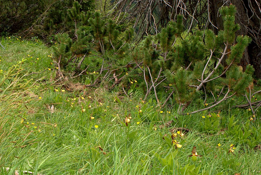 Finalmente Cypripedium calceolus